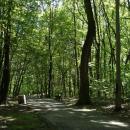 Lasek Bytkowski Siemianowice Slaskie